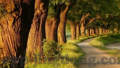 2021国产麻豆剧传媒免费-深度探索2021年国产麻豆剧传媒的免费观影新体验